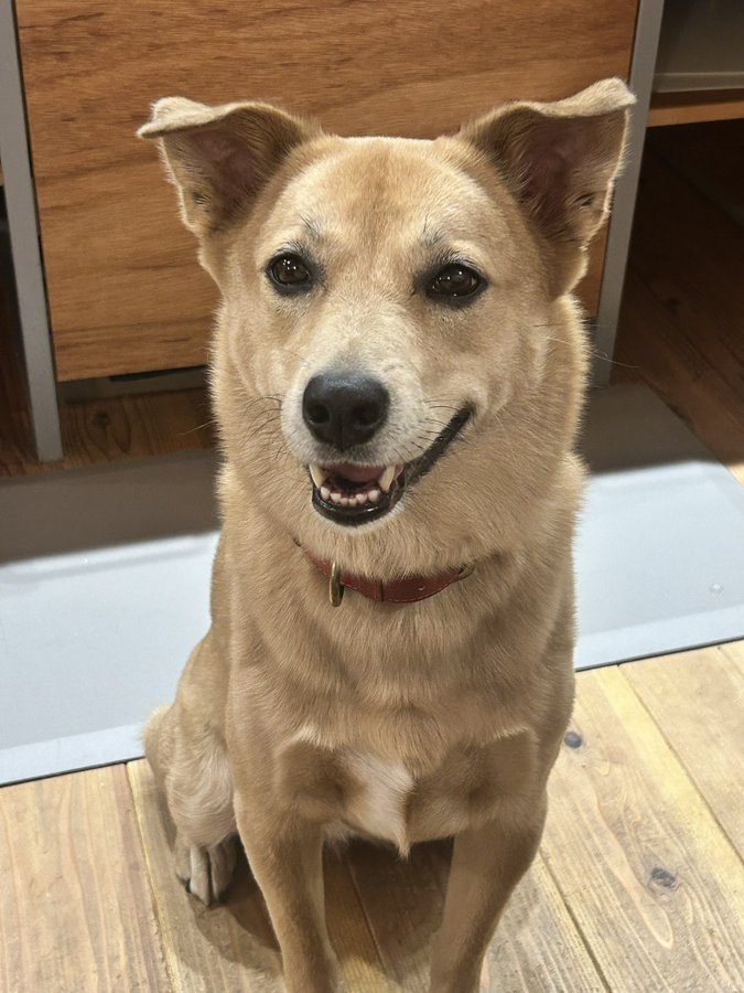 美犬