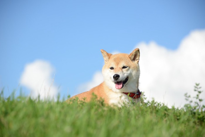 青空と笑顔の柴犬