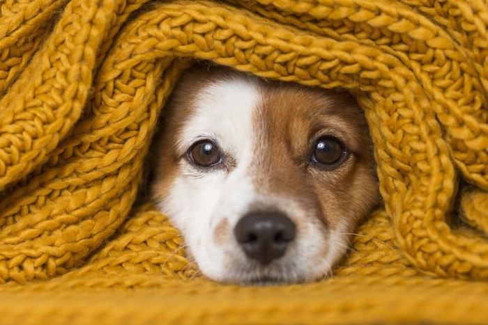 ブランケットに包まった犬