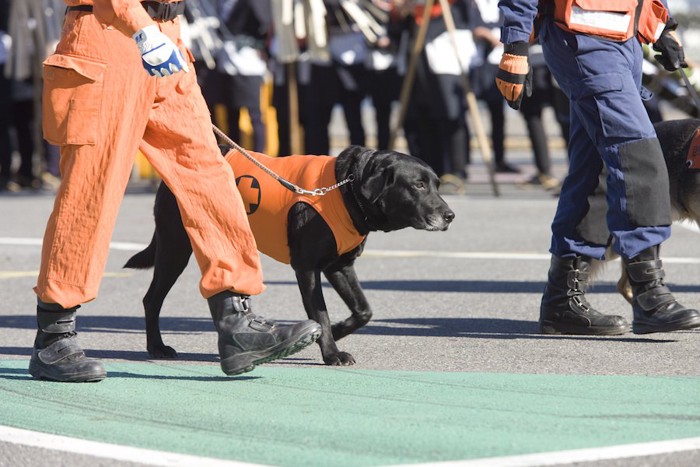 素足で歩く災害救助犬