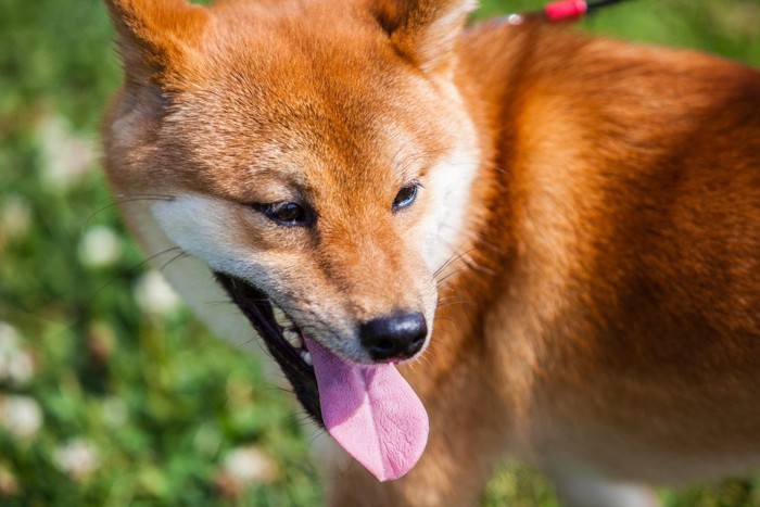 後ろを振り向く柴犬