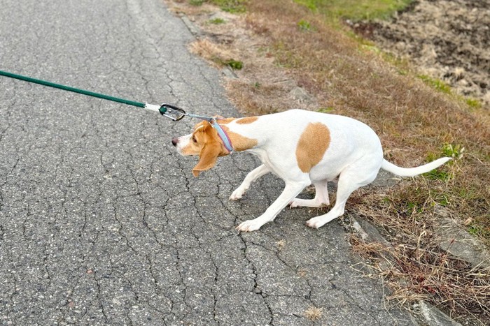 歩きたくない茶白の垂れ耳の犬