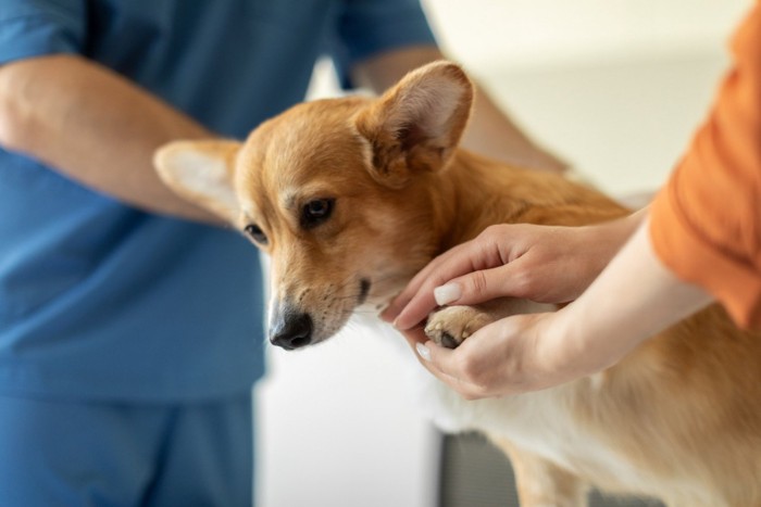 飼い主と手を繋ぎながら診察される犬