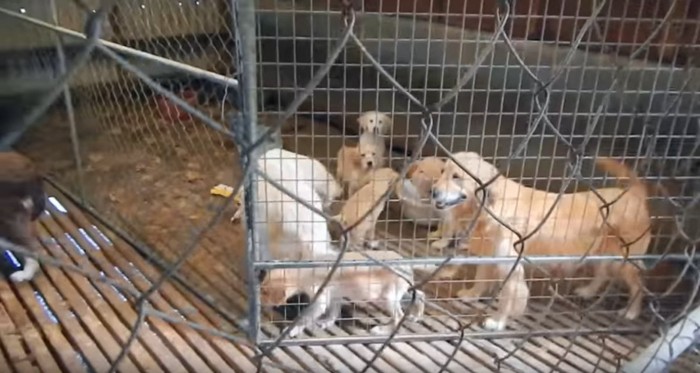 ゴールデンの子犬と母犬