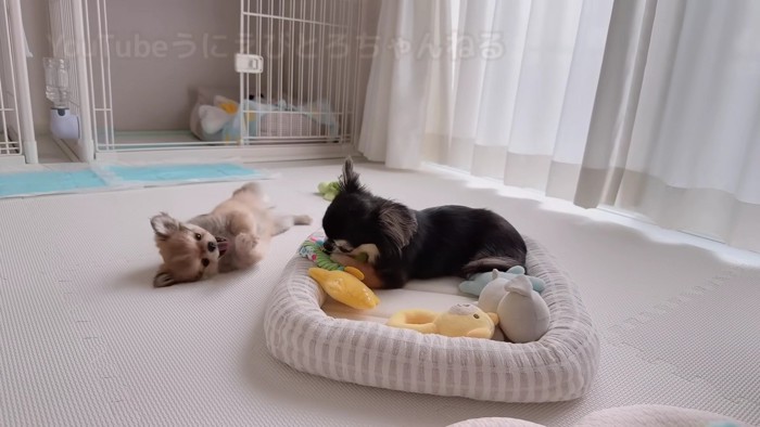 おもちゃを貸してほしいとろちゃん