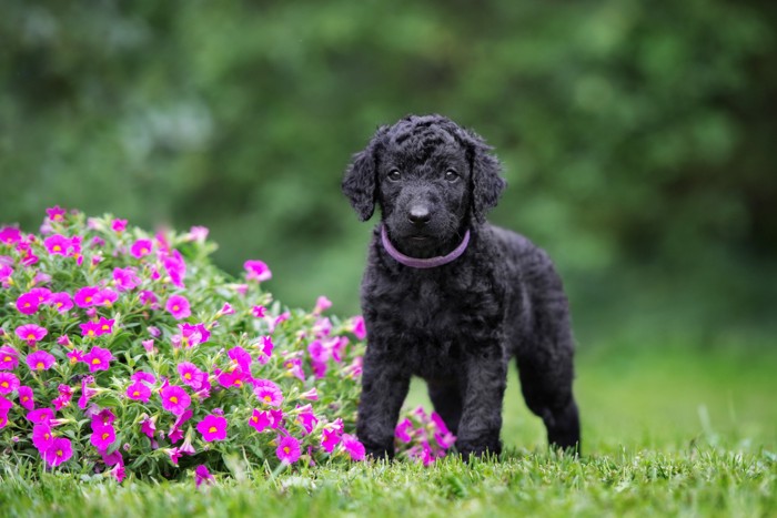 花のそばに立って正面を見つめるカーリーコーテッド・レトリーバーの子犬