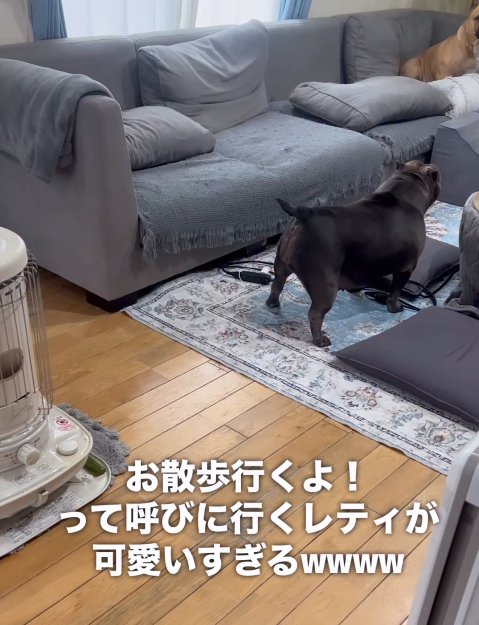 同居犬を呼びに行く中型犬