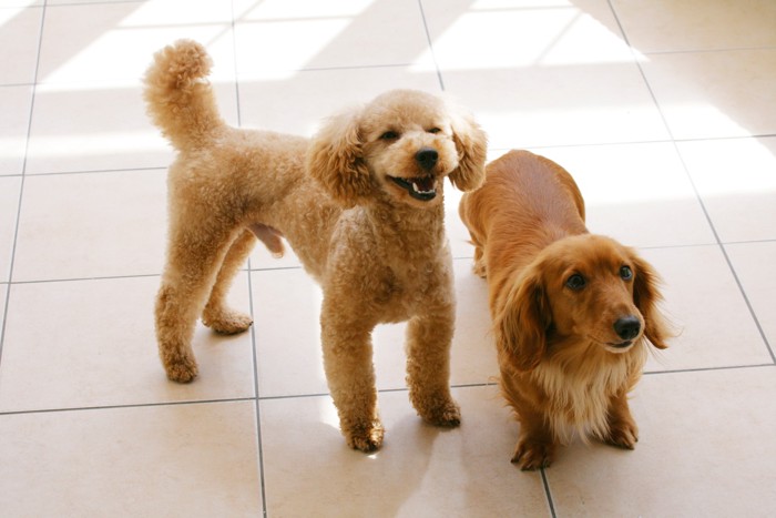 ダックスとプードルが並んで立っている様子