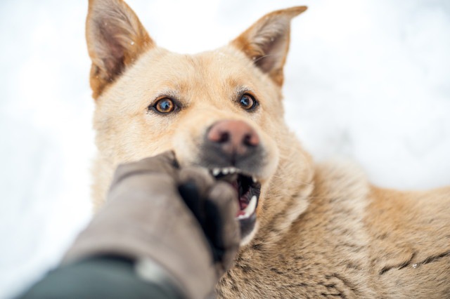 人間の手で遊ぶ犬