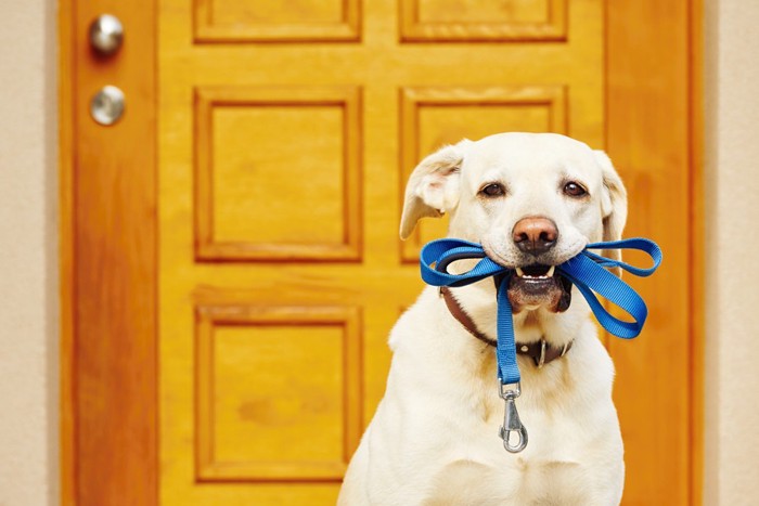 リードを咥えた犬