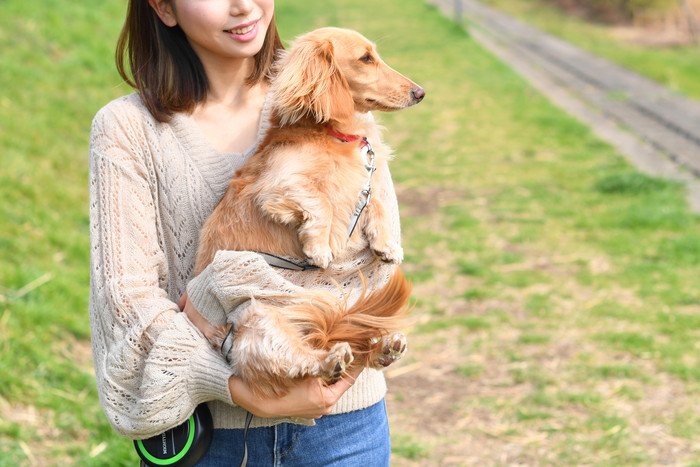 お散歩中抱っこされるダックス