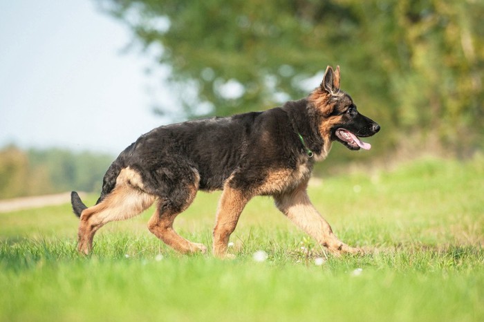 速歩の犬