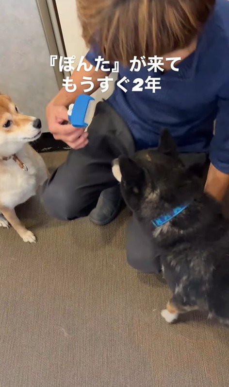 ぽんた君の変化4