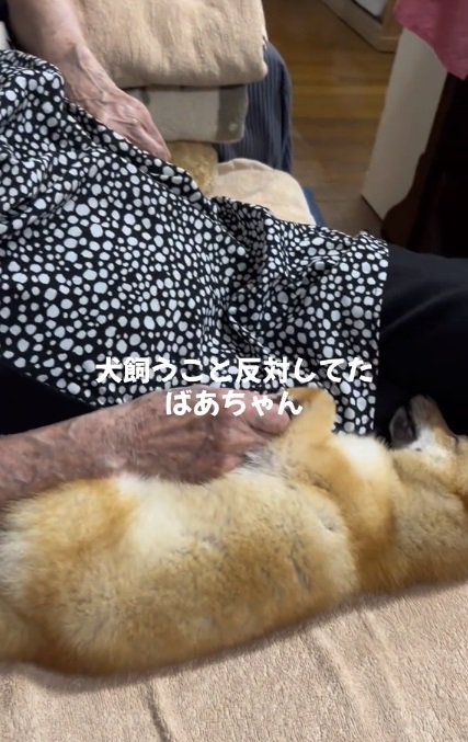 眠るこむぎちゃん