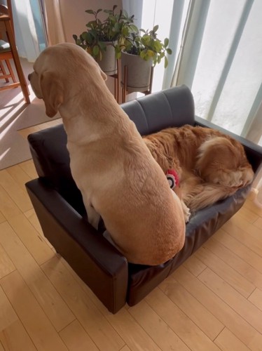 ソファの上に座る犬とくつろぐ犬