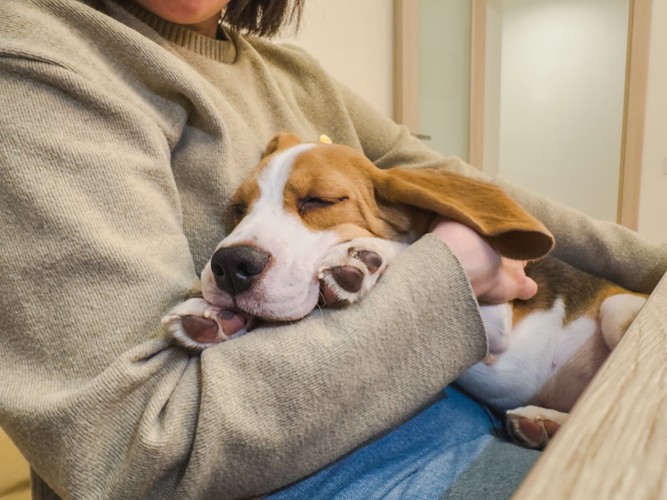 お腹の上で眠る犬