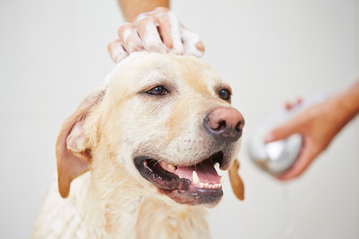 シャンプー中の犬