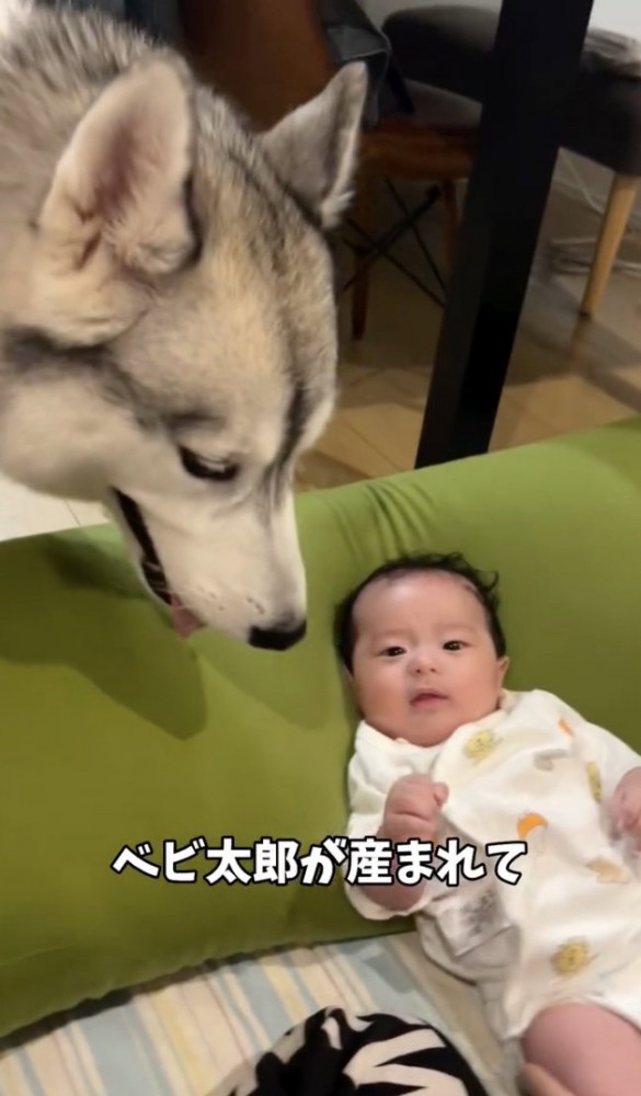 お兄ちゃんになりました!