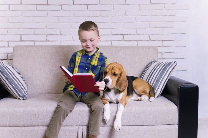 ソファーで本を読む男の子に寄り添うビーグル犬