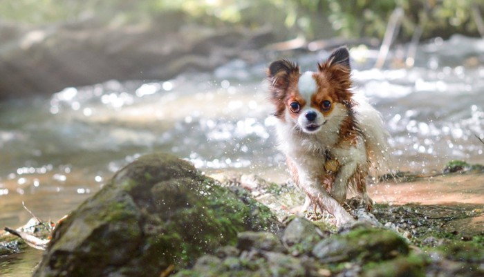 ＃川遊びする犬＃