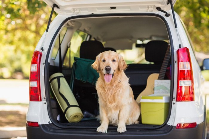 車のトランクに座る犬