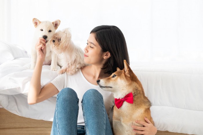 2匹の小型犬におやつをあげる女性と柴犬