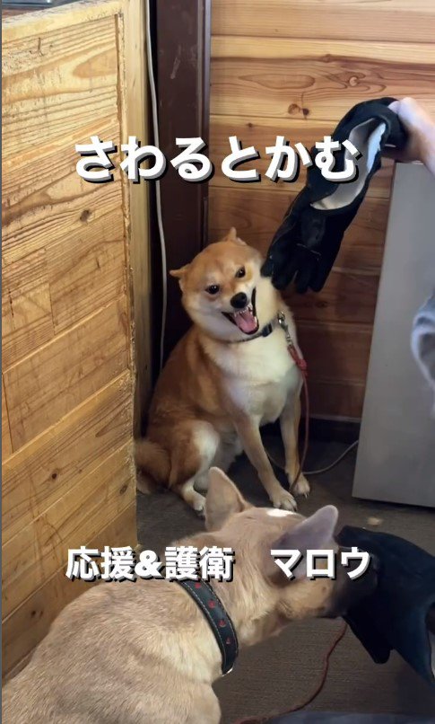 触ると咬む犬のリハビリ2