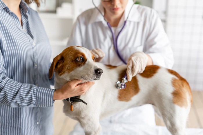 病院で聴診器を当てられている犬