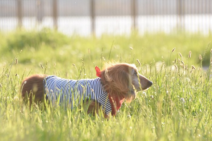 草むらに立つ洋服を着たダックスフンド