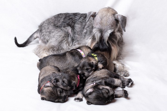 子犬たちに寄り添って見守るミニチュア・シュナウザーの母犬
