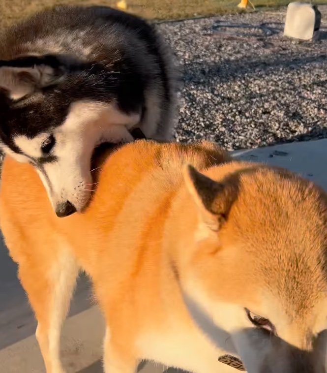 捕まる柴犬