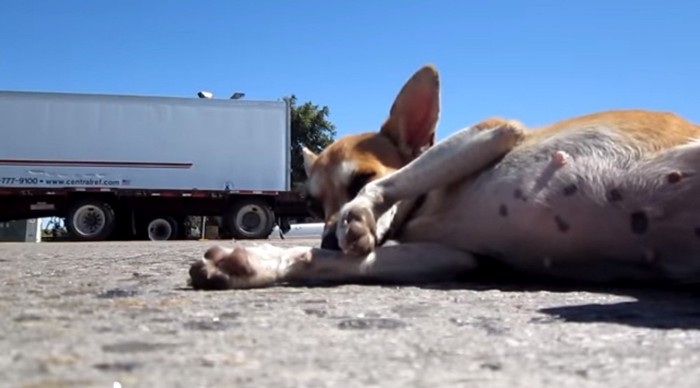 地面に転がる犬