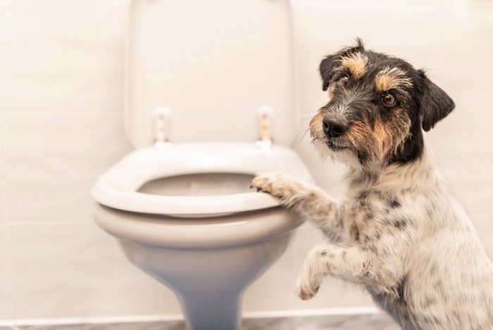 トイレの横に立つ犬