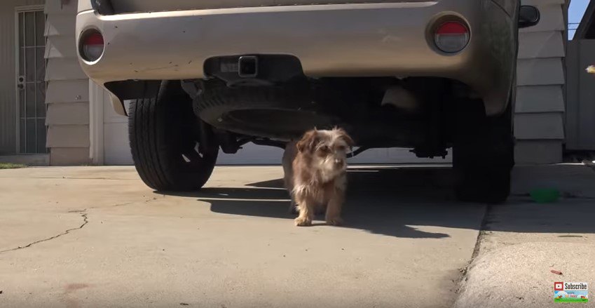 車の下から出る犬