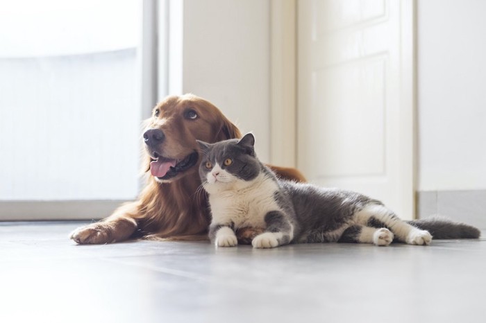 寄り添ってくつろぐ犬と猫