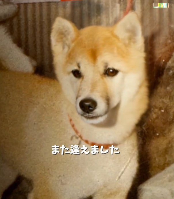 動く犬