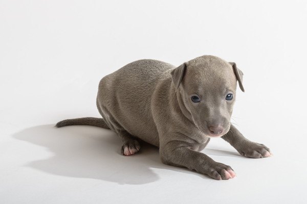 イタリアングレーハウンドの子犬