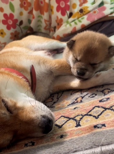 寄り添って眠る犬の親子