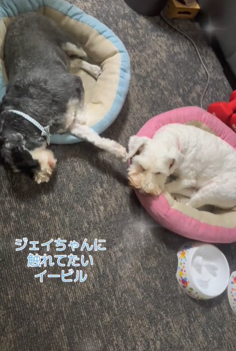寝ている2匹の犬2