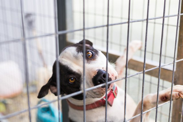 ケージに入れられて寂しそうな犬