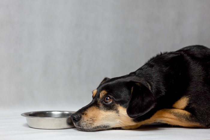 食器の横に伏せて上目遣いになっている犬