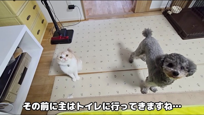 飼い主を見上げるトイプードルと猫