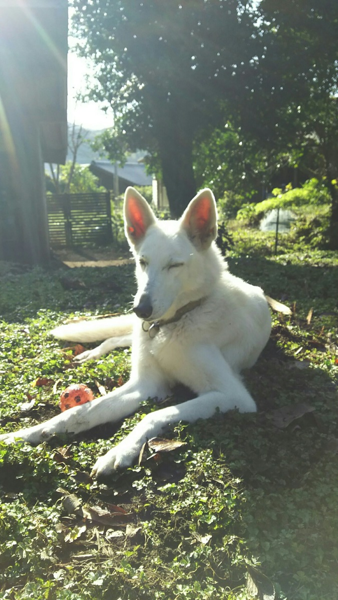 伏せて目を閉じている犬