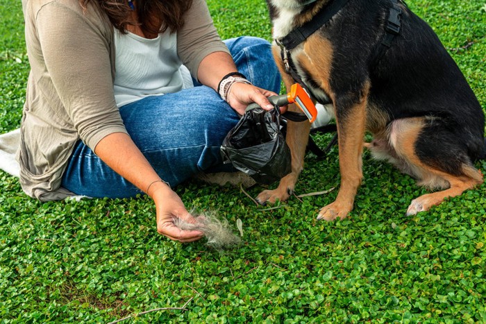 座っている犬と抜け毛