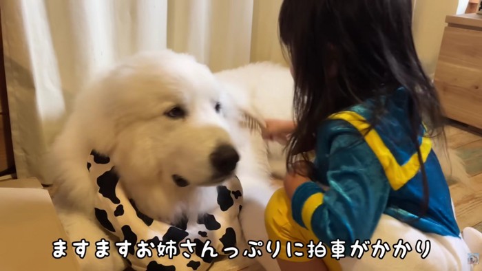 わんこのお世話をする係