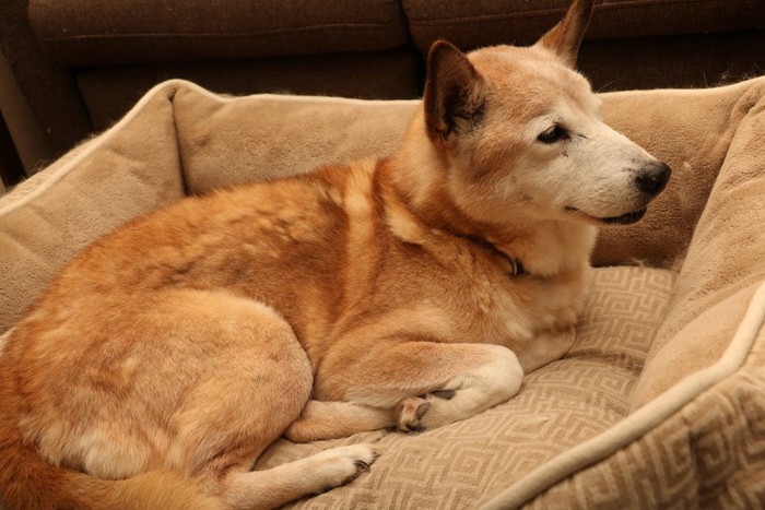 犬用ベッドで休む柴犬