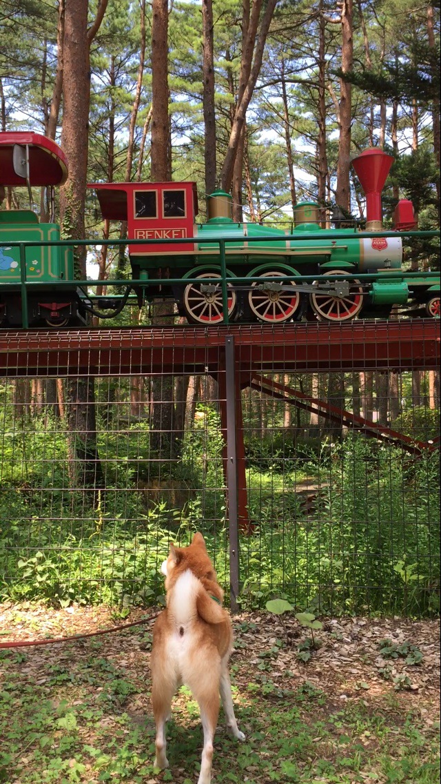 SL鉄道を見つめる柴犬