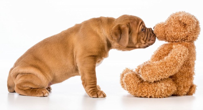 ぬいぐるみのにおいを嗅ぐ犬