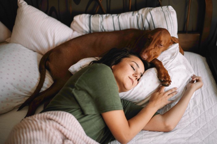 女性の頭の上で眠る茶色い犬