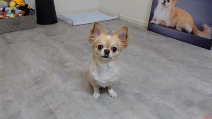 フォトパネルを飾った時のみるくちゃん9